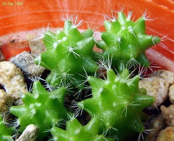 Mammillaria _sphacelata _ssp.sphacelata _WH105_ 11